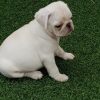 pug puppies near me