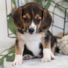 minature beagle puppies