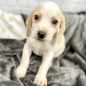 tricolor beagles