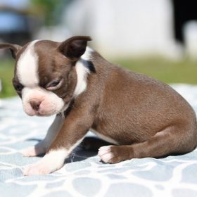 boston terrier puppies in pa