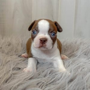 boston terrier puppy for sale
