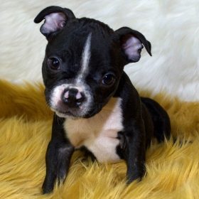 boston terrier for sale near me boston terrier for sale near me