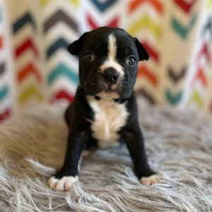boston terrier traits