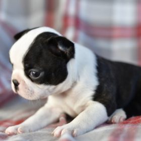 boston terrier puppoes