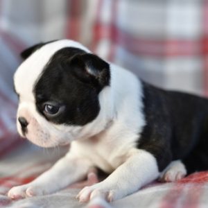 boston terrier puppoes