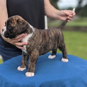 boxer puppy cost boxer puppy cost