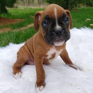 miniature boxers for sale