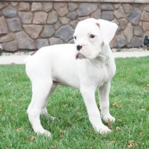 boxer for sale