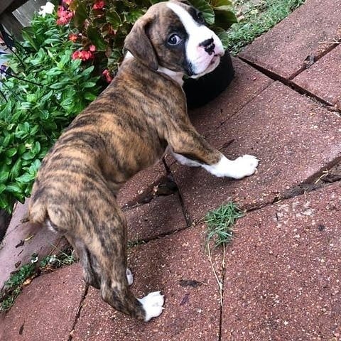 boxer puppy for sale near me boxer puppy for sale near me