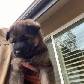 baby german shepherd for sale