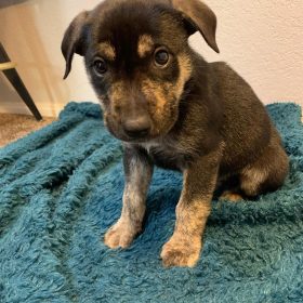 german shepherd puppies for sale craigslist german shepherd puppies for sale craigslist