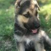 german shepherd puppies for sale in ohio