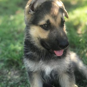 german shepherd puppies for sale in ohio