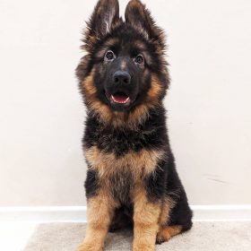 german shepherd for sale near me german shepherd for sale near me