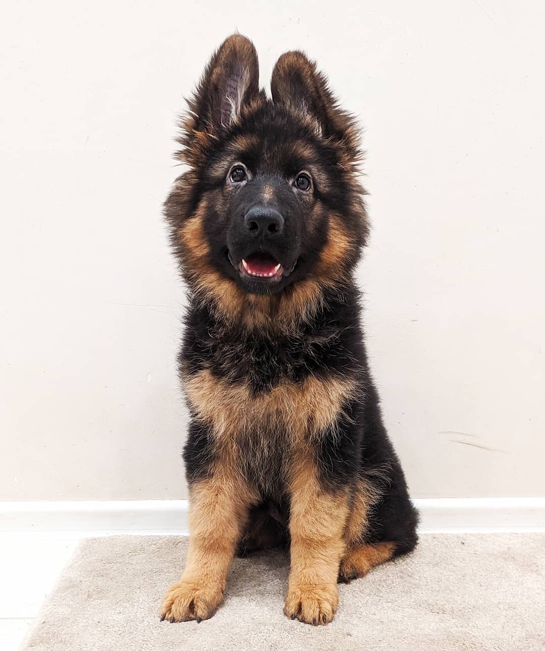 german shepherd for sale near me german shepherd for sale near me