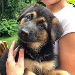 white german shepherd puppies for sale