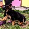 german shepherd puppies for sale in arkansas