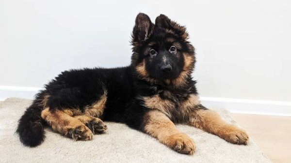 blue german shepherd puppies for sale