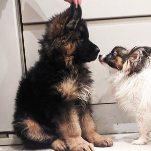 black german shepherd puppies for sale near me