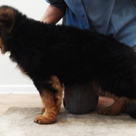 german shepherd puppy for sale near me german shepherd puppy for sale near me