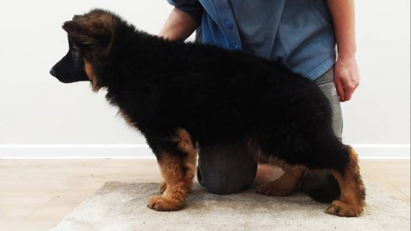 german shepherd puppy for sale near me