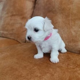 maltese puppies for sale near me cheap maltese puppies for sale near me cheap