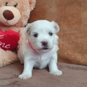 maltese for sale craigslist