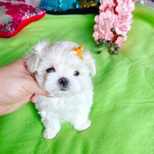 bichon maltese for sale