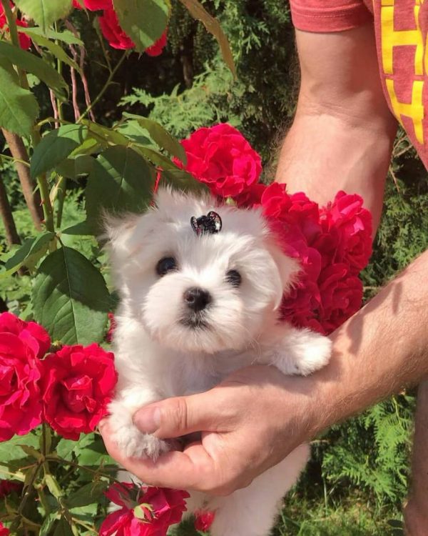 mal shi puppies for sale