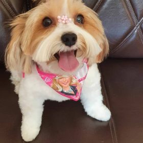 teacup maltese puppies for sale near me teacup maltese puppies for sale near me