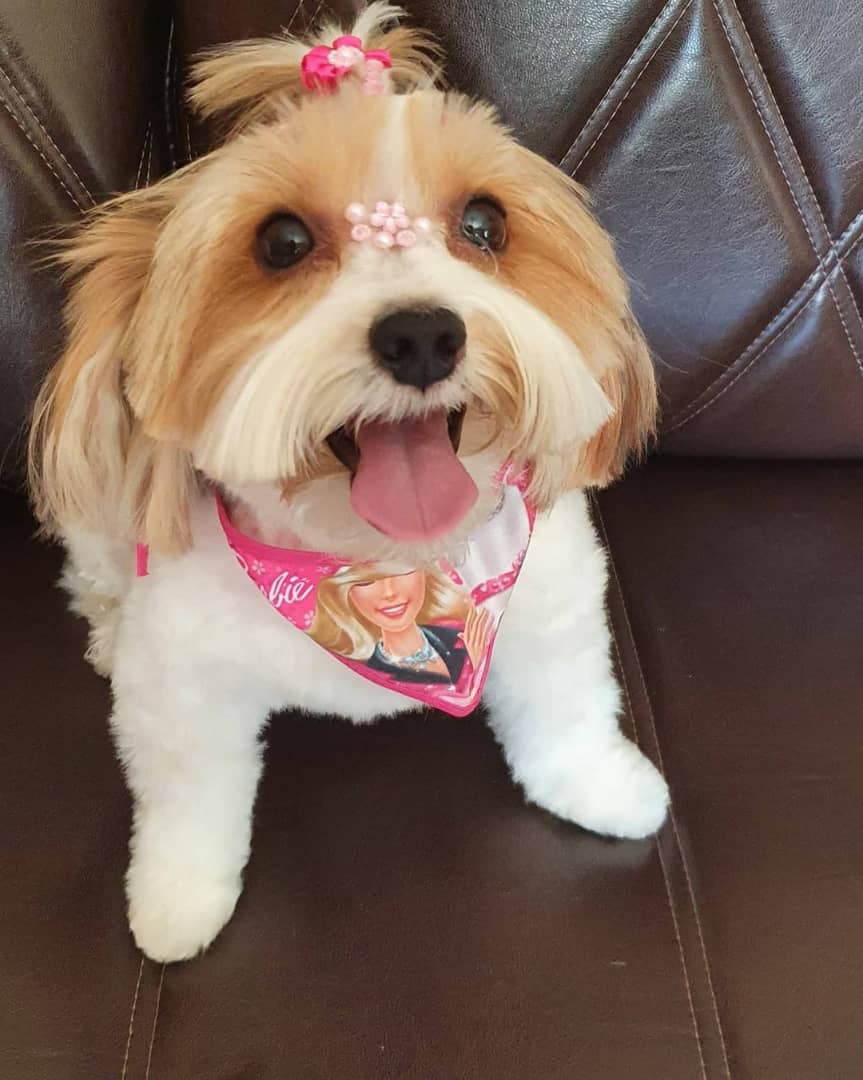 teacup maltese puppies for sale near me teacup maltese puppies for sale near me