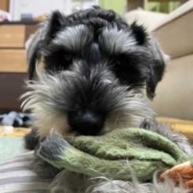 mini schnauzer for sale