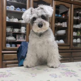 schnauzer mixed puppies schnauzer mixed puppies