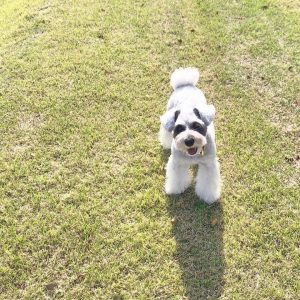 schnauzer adoption