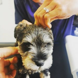 small breed puppies for sale near me