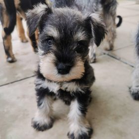 miniature schnauzer puppies for sale miniature schnauzer puppies for sale