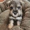 shitzu puppies for sale in california