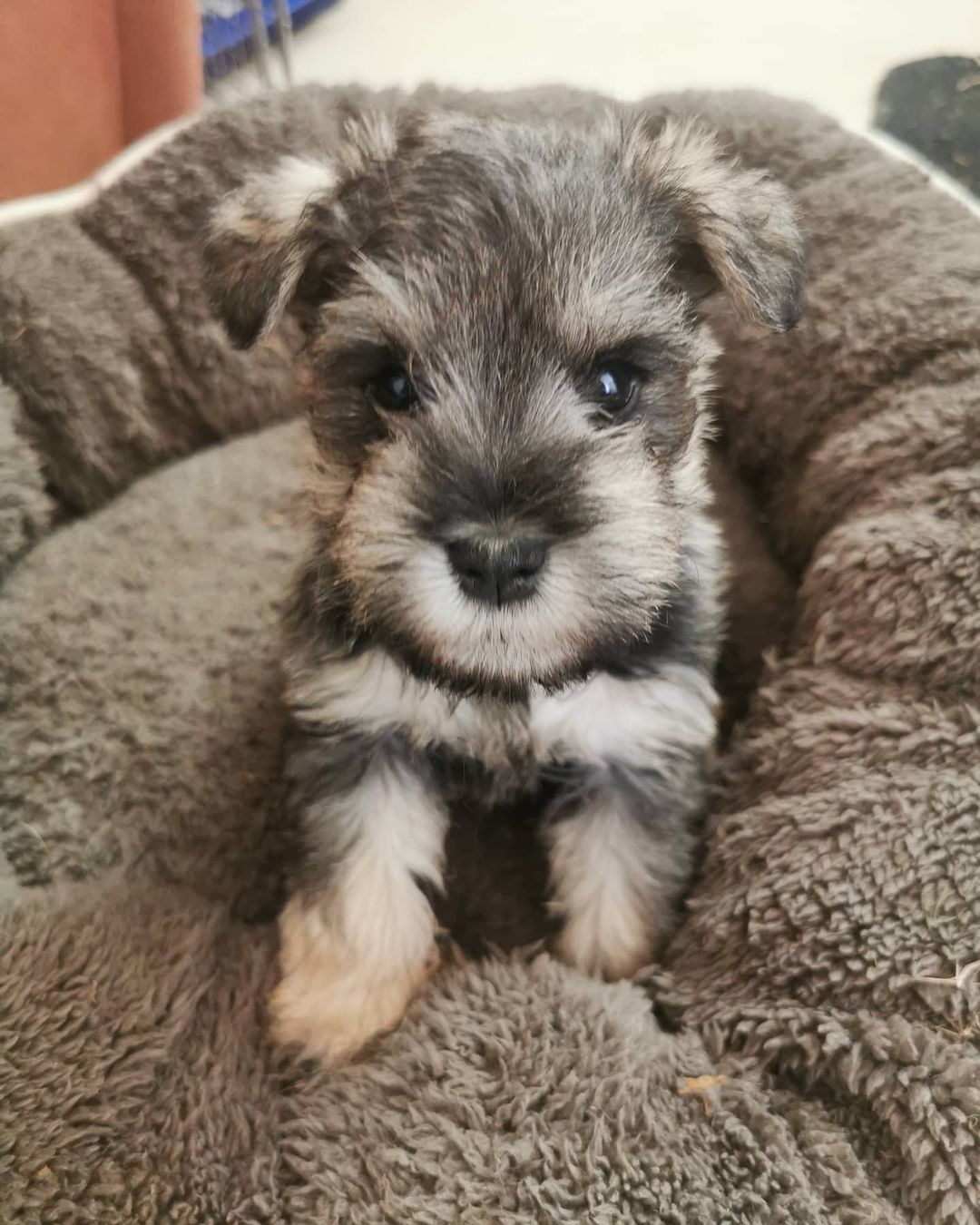 miniature schnauzer puppies for sale cheap miniature schnauzer puppies for sale cheap