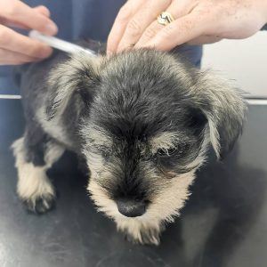 yorkie morkies