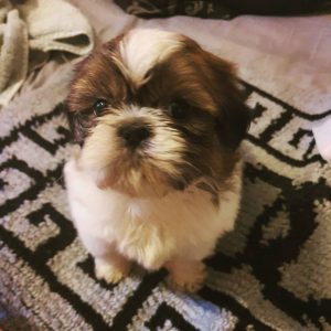 teacup morkie adults