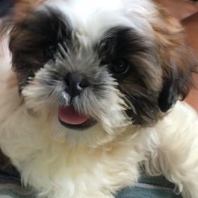 miniature morkie miniature morkie