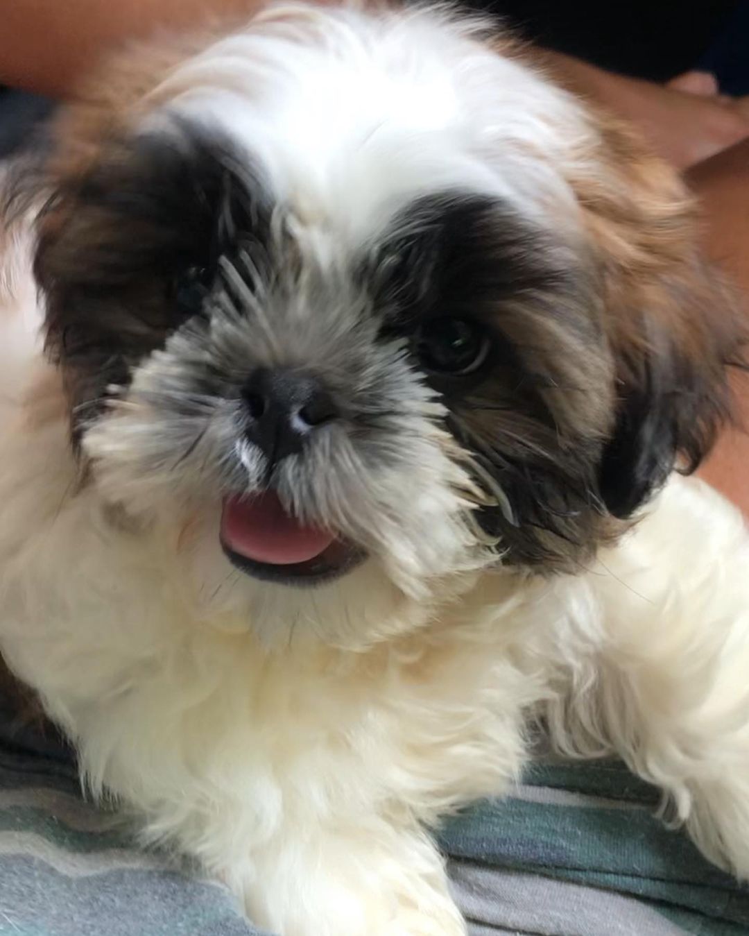 miniature morkie miniature morkie