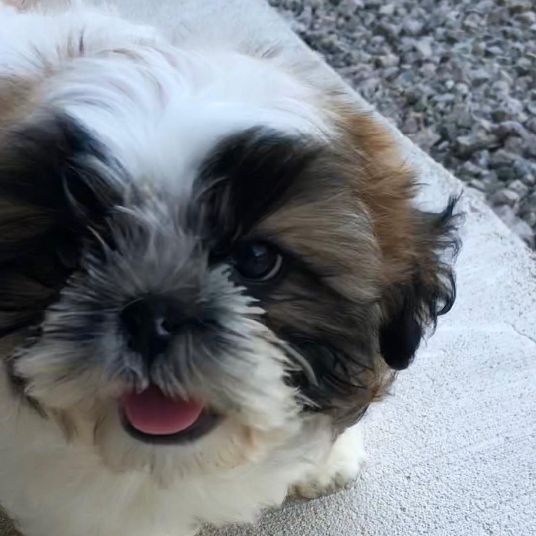 morkie dogs 101 morkie dogs 101