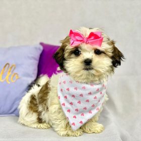 puppies morkie