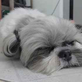 morkie puppies for sale