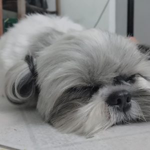 morkie puppies for sale