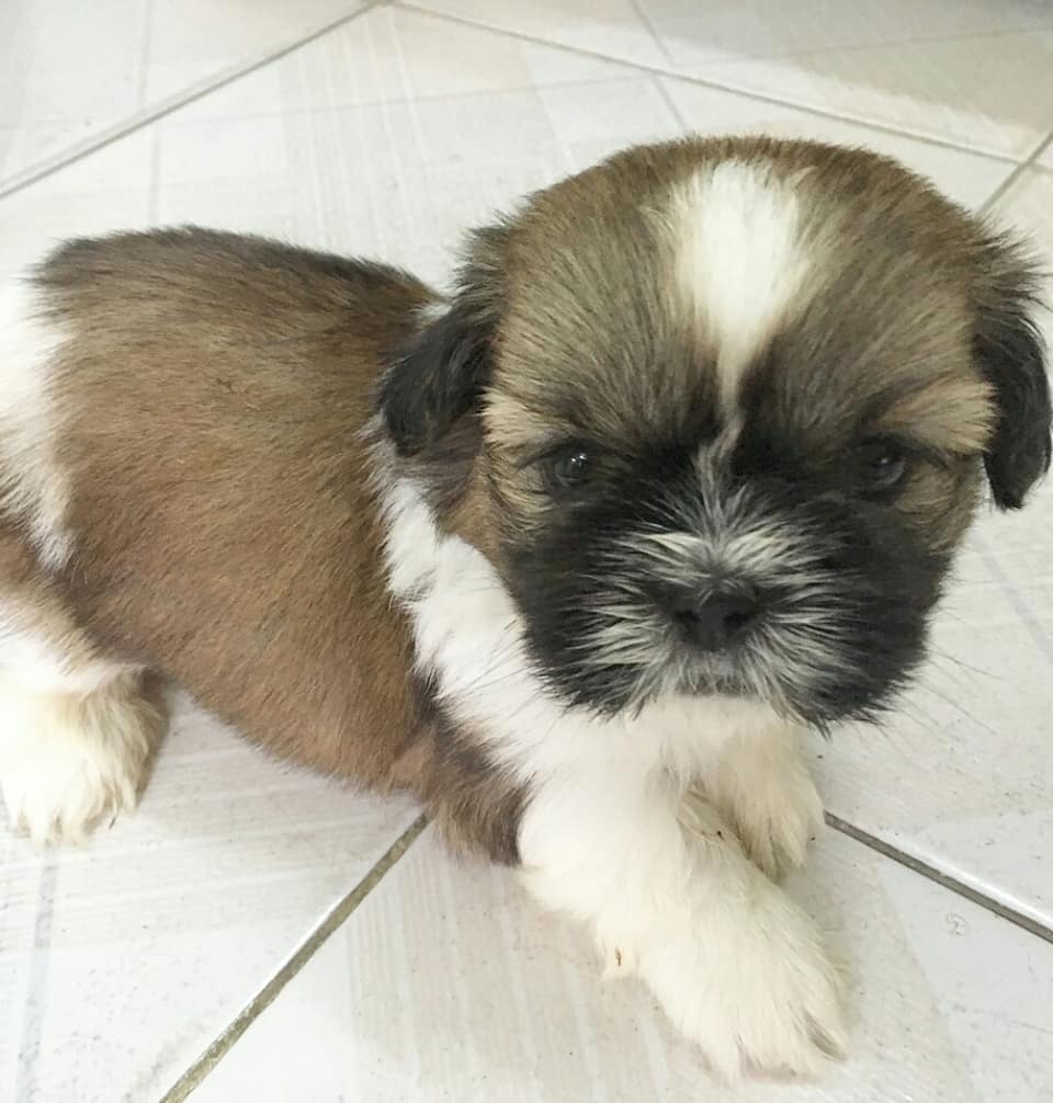 morkie puppies for sale in houston morkie puppies for sale in houston