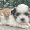 mini morkies