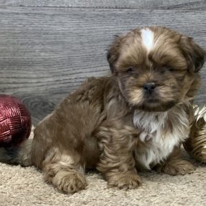 what kind of dog is a morkie