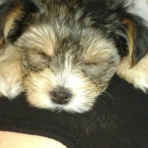 cheap shitzu puppies for sale